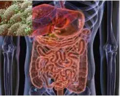 Le rôle du microbiote intestinal au cours de la diversification alimentaire Le rôle du microbiote intestinal au cours de la diversification alimentaire